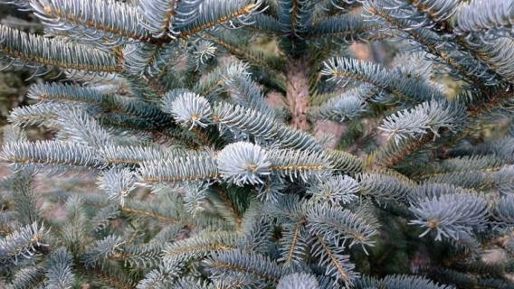 圣诞树是什么树（圣诞树是什么树做的）