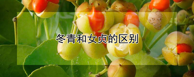 冬青和女贞的区别（冬青和女贞的区别原来我很爱你）