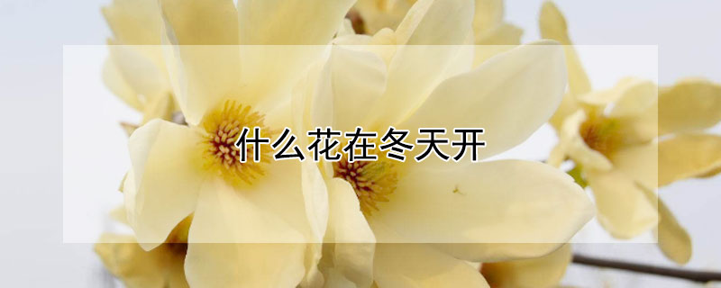 什么花在冬天开 除了梅花还有什么花在冬天开