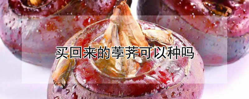 买回来的荸荠可以种吗 买回来的荸荠可以种吗一棵孛一荠能长多少孛荠