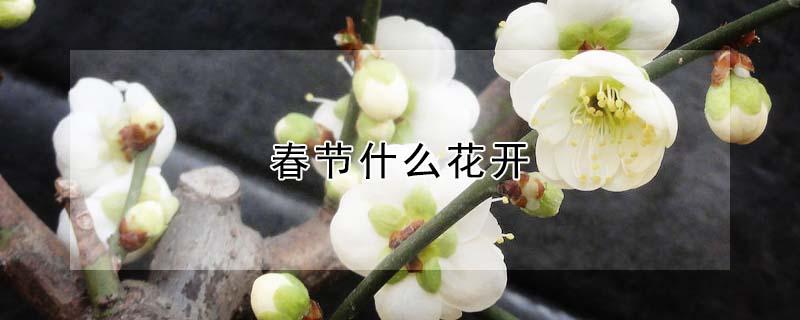 春节什么花开 春节什么花开花