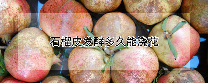 石榴皮发酵多久能浇花（石榴皮发酵水能浇花吗）