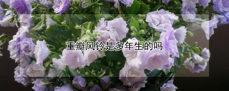 重瓣风铃是多年生的吗（重瓣风铃好养不）