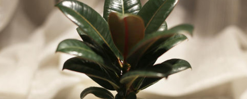 耐荫的室内植物有哪些（耐荫的室内植物有哪些品种）