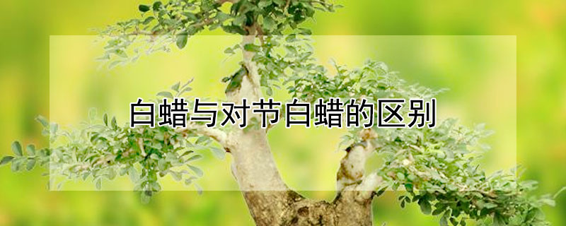 白蜡与对节白蜡的区别（白蜡跟对节白蜡区别）