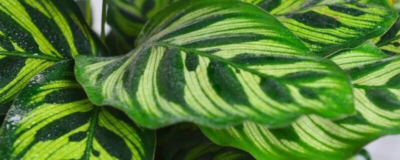 斑叶竹芋有毒吗 翠叶竹芋有毒