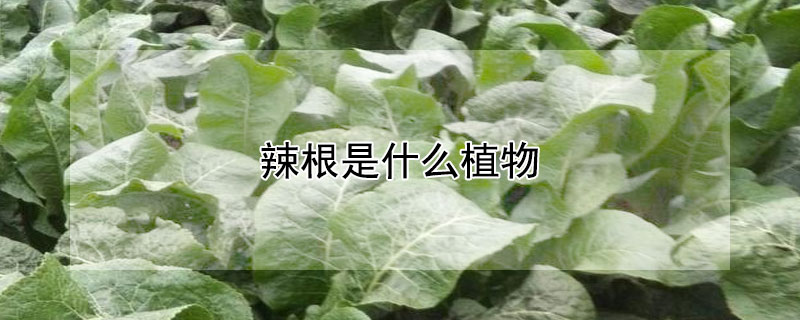 辣根是什么植物 辣根是什么植物的根