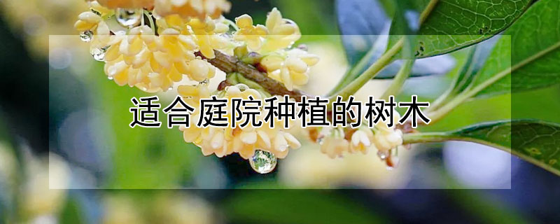 适合庭院种植的树木 适合庭院种植的树木