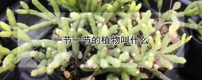一节一节的植物叫什么（一节一节的植物叫什么可以泡水喝）