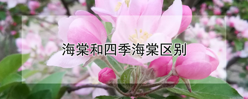 海棠和四季海棠区别 四季海棠和秋海棠的区别
