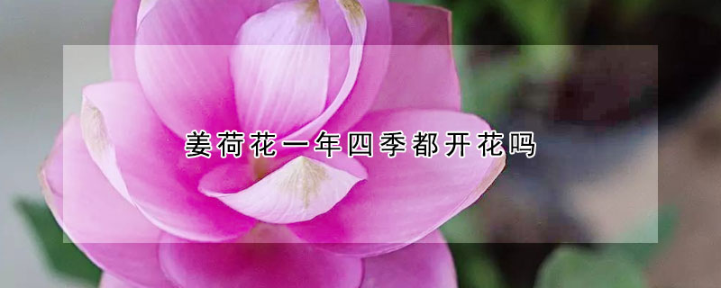 姜荷花一年四季都开花吗（姜荷花一年开几次花）