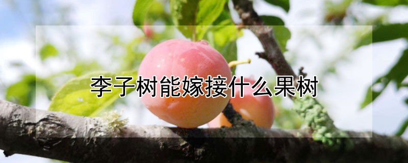 李子树能嫁接什么果树 李子树能嫁接什么果树视频