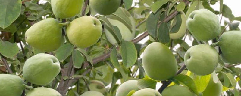 很香的木瓜叫什么（闻起来很香的木瓜是什么品种）