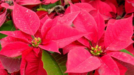 什么花有毒 家里养什么花有毒