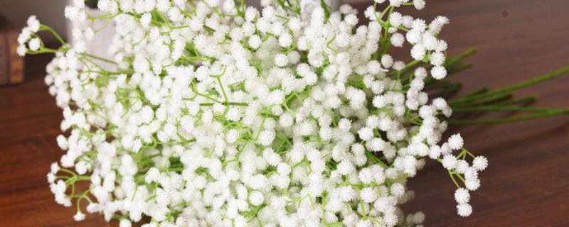 满天星花有毒吗（满天星花有毒吗室内养花知识大全）