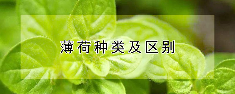 薄荷种类及区别（薄荷种类及区别图片）