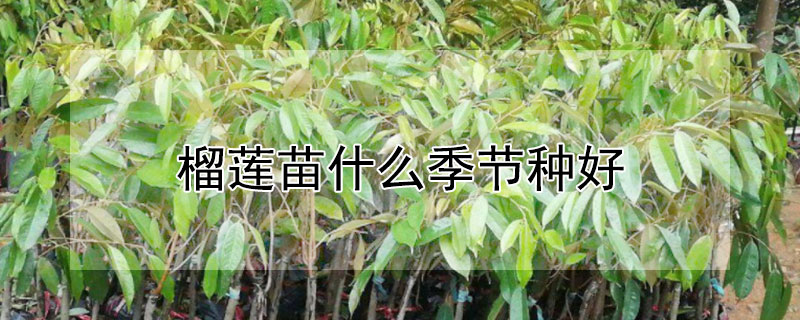 榴莲苗什么季节种好（榴莲苗什么季节种好看）