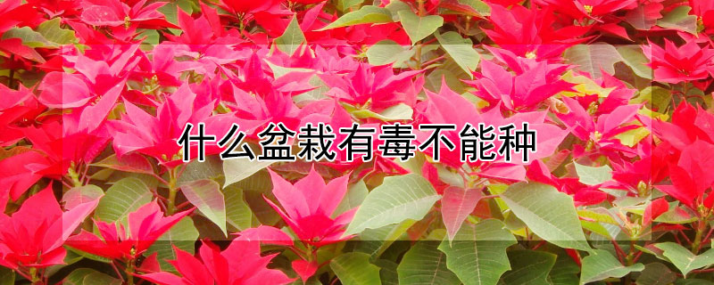 什么盆栽有毒不能种（什么盆栽花有毒不能种）