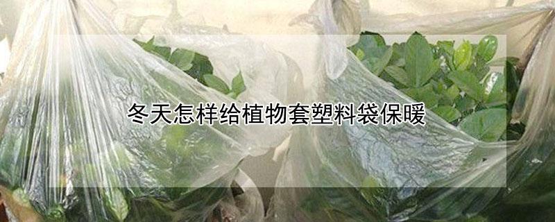 冬天怎样给植物套塑料袋保暖（如何用塑料袋给植物保暖）