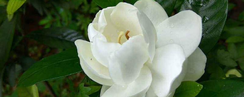 木本植物有哪些 草本植物有哪些