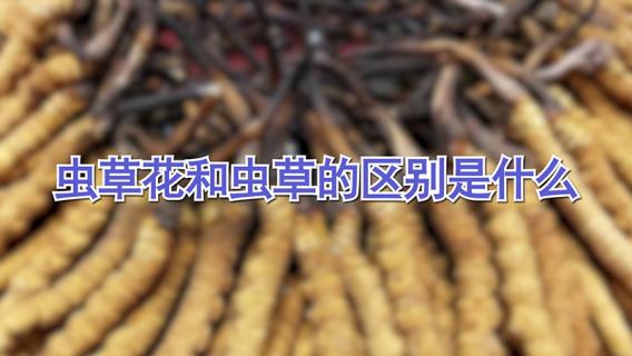 虫草花和虫草的区别是什么（虫草与虫草花有什么区别吗）