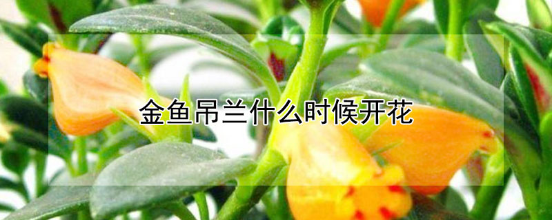 金鱼吊兰什么时候开花 小金鱼吊兰什么时候开花