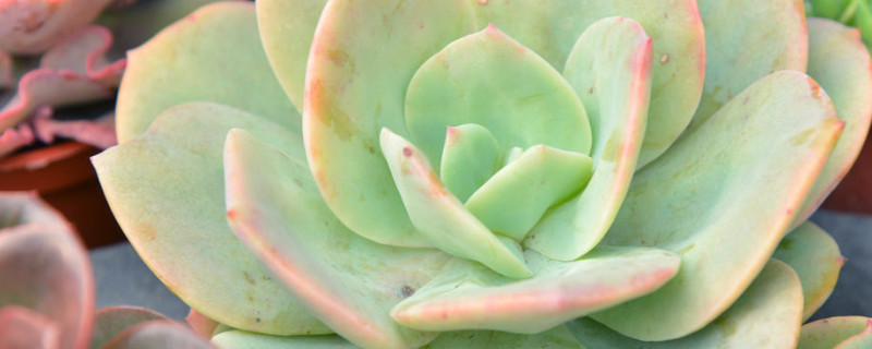 多肉叶子皱皱了怎么办 多肉叶片褶皱怎么办