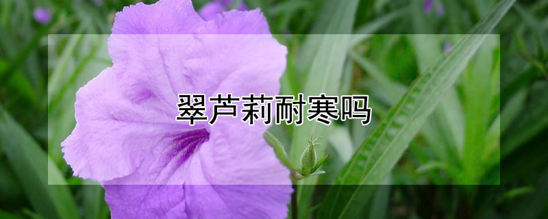 翠芦莉耐寒吗 矮生翠芦莉耐寒吗