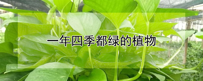 一年四季都绿的植物（一年四季都绿的植物有哪些）