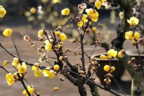 腊梅与蜡梅有什么区别