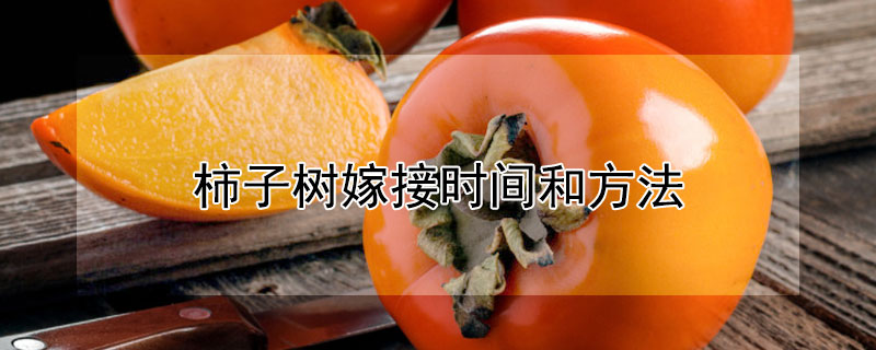 柿子树嫁接时间和方法（柿子树嫁接时间和方法图片）