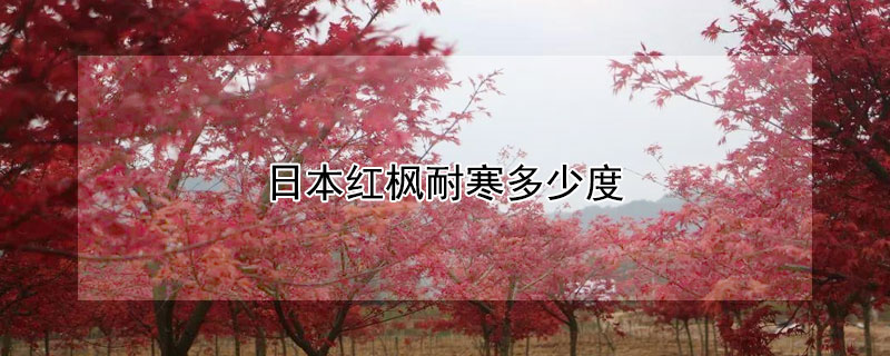 日本红枫耐寒多少度（日本红枫哪个品种耐寒）