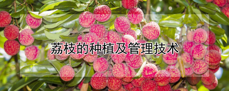 荔枝的种植及管理技术 荔枝的种植和管理技术