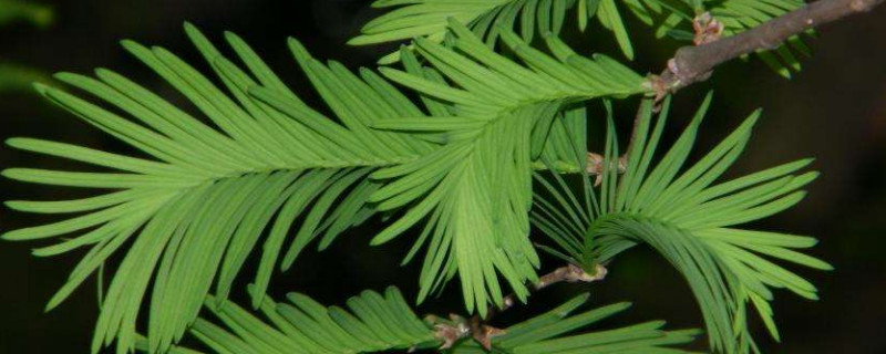 水杉是树还是花 水杉是什么样的树