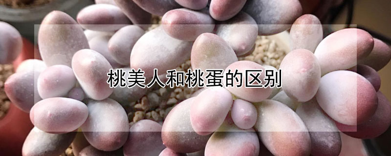 桃美人和桃蛋的区别（桃美人和桃蛋哪个好）