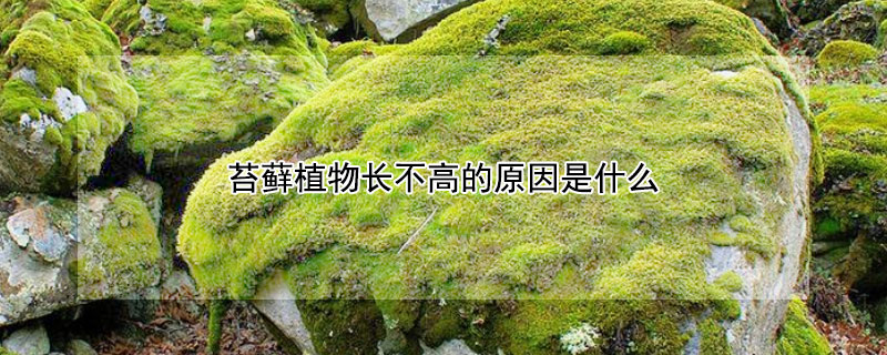 苔藓植物长不高的原因是什么 苔藓植物长不高的主要原因是什么