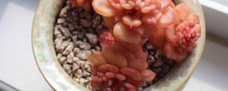 蜡牡丹煤烟病怎么办（蜡牡丹多肉烟煤病）