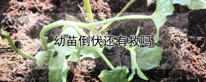 幼苗倒伏还有救吗（幼苗倒伏还会站起来吗）