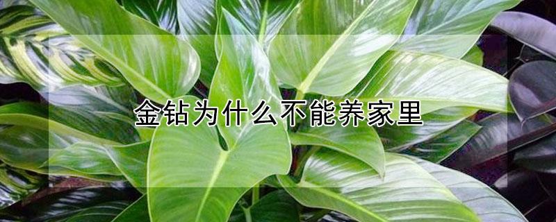 金钻为什么不能养家里（金钻为什么不能养家里金钱树家庭养护管理）