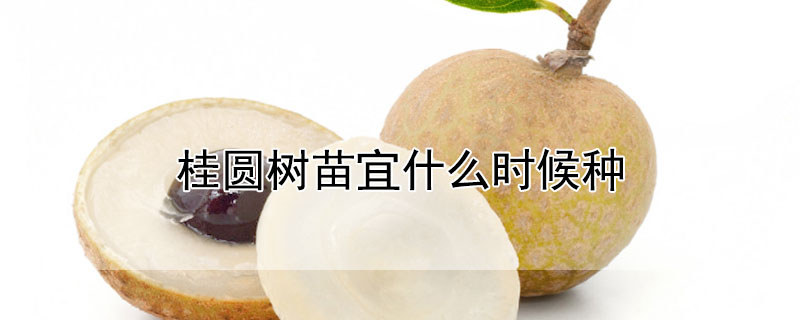 桂圆树苗宜什么时候种（桂圆树适合什么时候种）