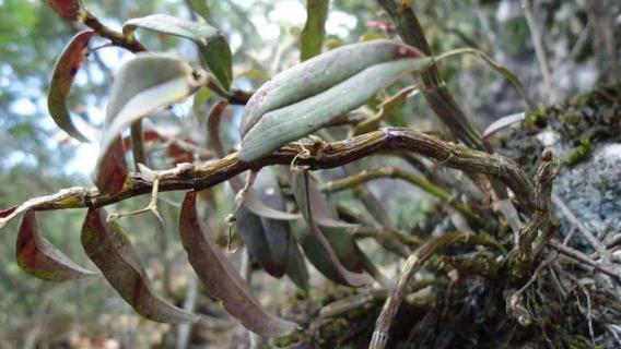 石斛的别称（石斛的俗称）