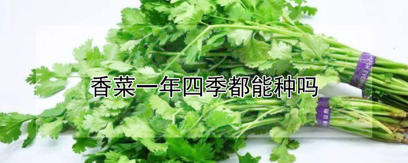 香菜一年四季都能种吗（香菜一年四季都可以种吗?）