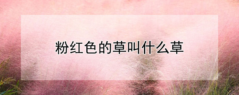 粉红色的草叫什么草 粉红色的草叫啥