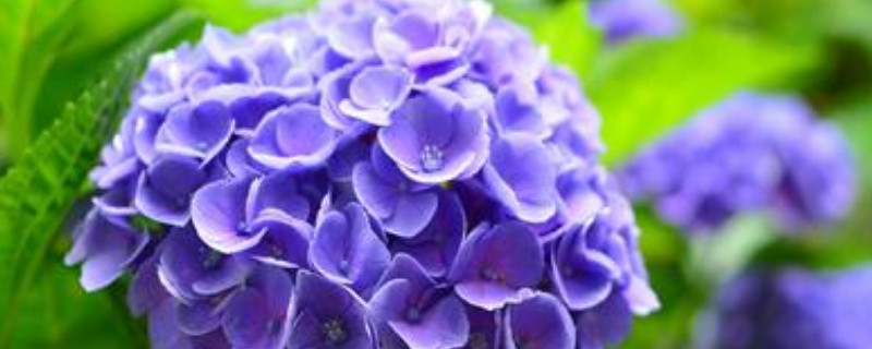 绣球花和琼花的区别 绣球花和琼花的区别是什么