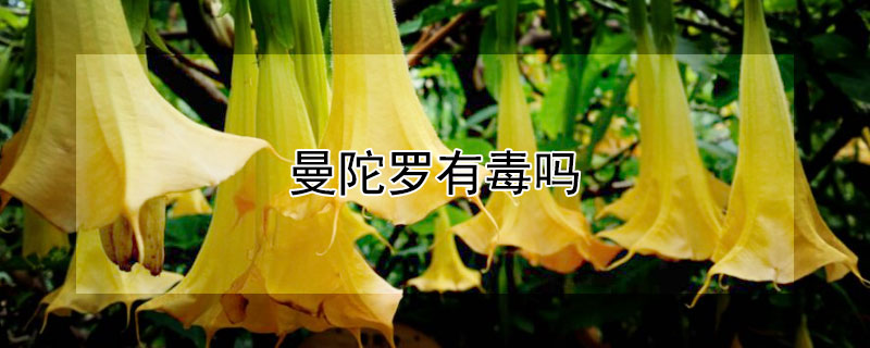 曼陀罗有毒吗 曼陀罗有毒吗?能在室内养吗?