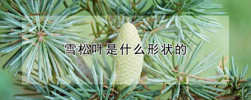 雪松叶是什么形状的（雪松叶像什么形状）