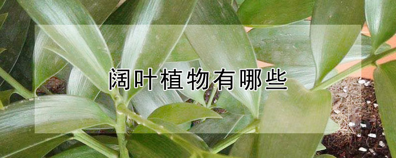 阔叶植物有哪些 室内阔叶植物有哪些