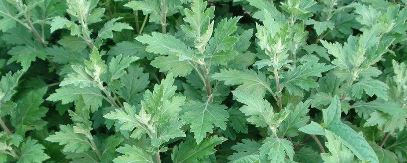 陈艾和白蒿的区别（艾蒿和白蒿区别）