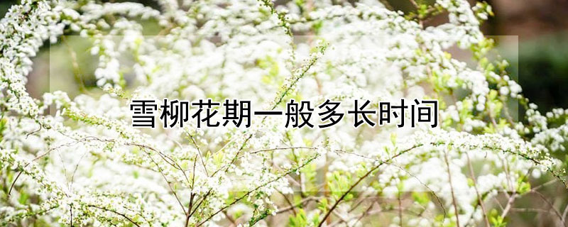 雪柳花期一般多长时间（雪柳花期一般多长时间）