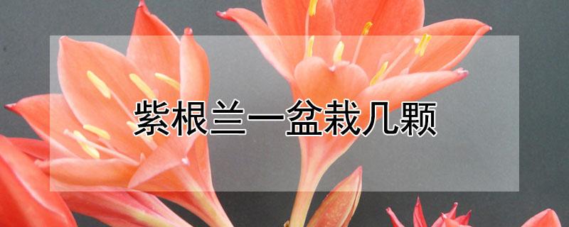 紫根兰一盆栽几颗 紫根兰几个叶开花